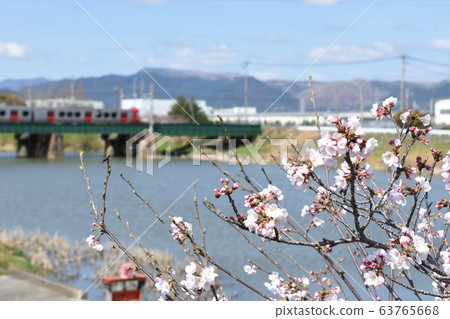Sakura's landscape Sakura's landscape 63765668
