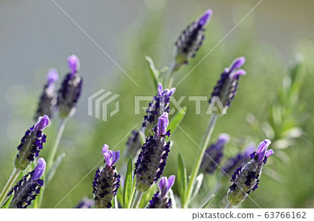 法國薰衣草 63766162