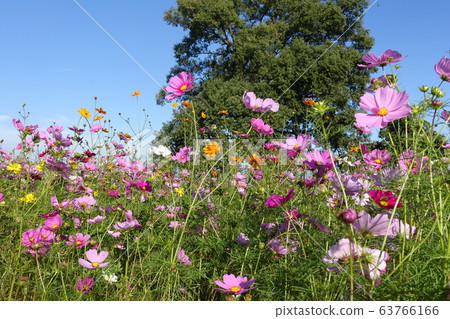波斯菊盛開 波斯菊盛開 63766166