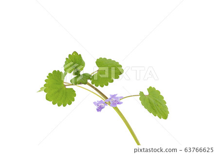 牡蠣喙 牡蠣喙 63766625