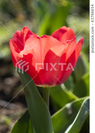 Tulip 63766654