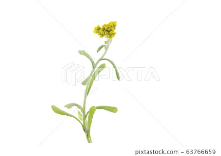 哈哈高 哈哈高 63766659