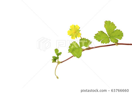 蛇草莓 蛇草莓 63766660