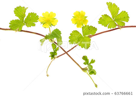 snake strawberry 63766661