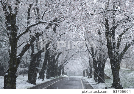 Thousand cherry trees on the south side of Akagi 63766664