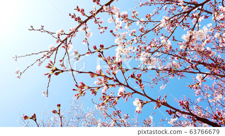 櫻花世界 63766679