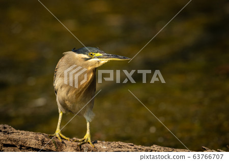 striated heron, bird, green-backed heron 63766707