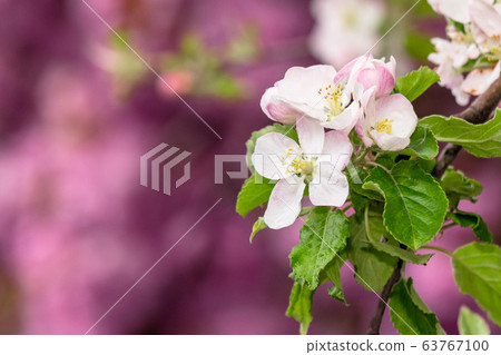 apple brunch in white blossom 63767100