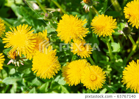 yellow dandelions in the grass. beautiful nature yellow dandelions in the grass. beautiful nature 63767140