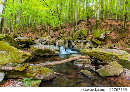 Foto de water stream in the beech forest. spring nature scenery on a sunny  day. rapid creek flows among the rocks. trees on the rocky shore in lush  green foliage do Stock