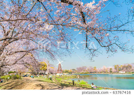 日本的春天日本東京的北區Ukima公園的春天 63767416