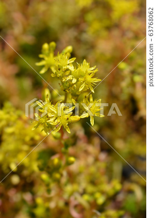 Rock stonecrop Rock stonecrop 63768062
