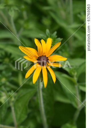 Deams coneflower Deams coneflower 63768063