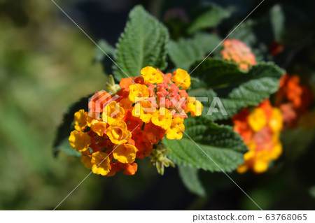 Shrub verbena flower 63768065