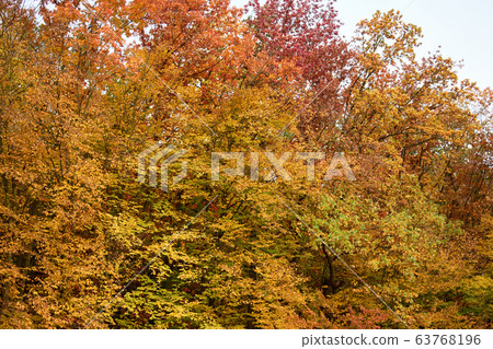 Trees in autumn colors. Trees in autumn colors. 63768196