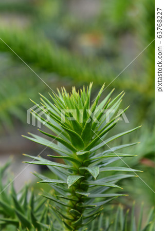 Monkey puzzle tree 63768227