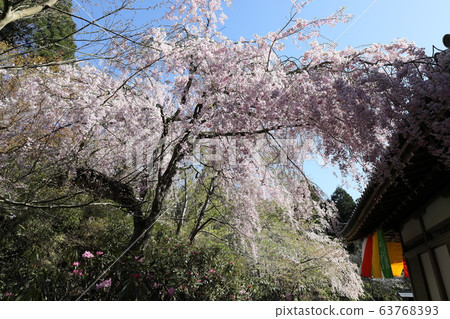 Sanzenin的櫻花 63768393