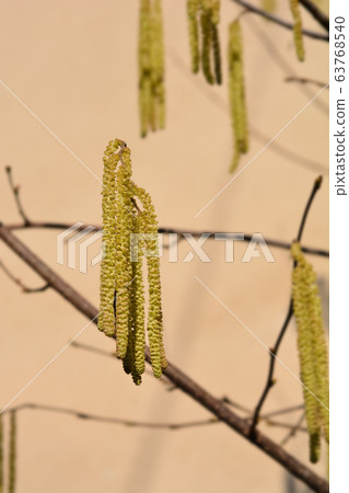 Common hazel Common hazel 63768540
