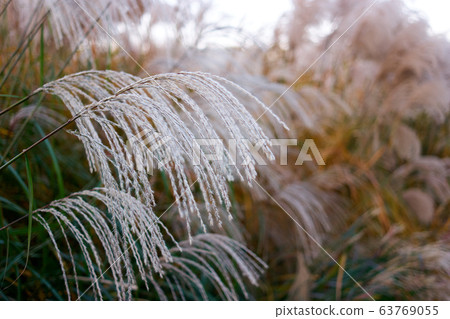 Grass fountain close up. Grass fountain close up. 63769055