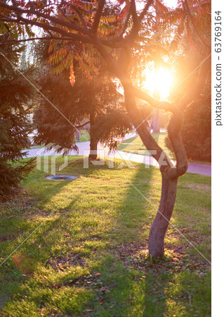 Bright morning sunshine through city park trees. 63769164