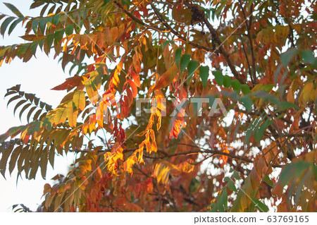 Autumnal tree leaves. 63769165
