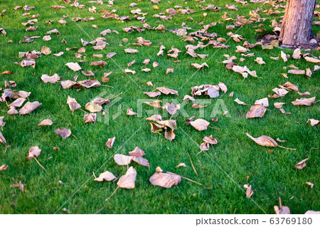 Dried tree leaves on a green grass. 63769180