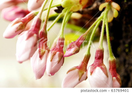 At the time of cherry blossoms At the time of cherry blossoms 63769401