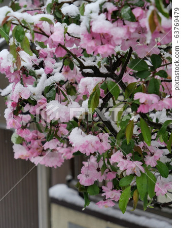 Pink flower covered with snow 63769479