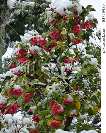 Camellia flowers with snow makeup 63769480