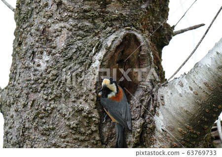 櫻花/帕魯斯/三月/嵌套/遺棄/櫻花 63769733