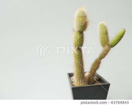 Pillar cactus Pillar cactus 63769843