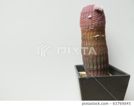 Purple sun / Echinokeleus Purple sun / Echinokeleus 63769845