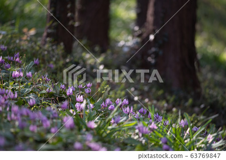 Sano City (Mt. Mikamo) Manyo Nature Park Katakuri no Sato 63769847