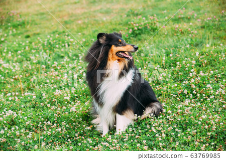 Rough Collie, Scottish Collie, Long-Haired Collie, English Collie, Lassie Adult Dog Sitting On The Clover Glade 63769985