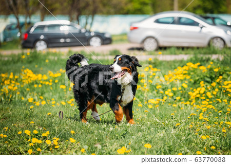 Bernese Mountain Dog Berner Sennenhund Play Outdoor In Green Spring Meadow With Yellow Flowers. Playful Pet Outdoors. Bernese Cattle Dog Bernese Mountain Dog Berner Sennenhund Play Outdoor In Green Spring Meadow With Yellow Flowers. Playful Pet Outdoors. Bernese Cattle Dog 63770088