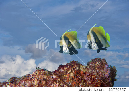 Two butterly angel fish flying in the sky surreal 63770257