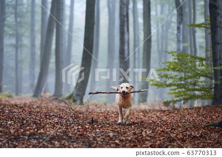 Happy dog running with stick in mouth Happy dog running with stick in mouth 63770313