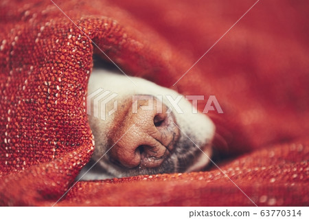 Dog sleeping wrapped in blanket 63770314