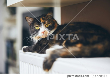 Cute cat is relaxig at home 63770315