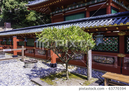 (Shizuoka) Kunoyama Toshogu Ieyasu's hand-planted tangerine tree (Shizuoka) Kunoyama Toshogu Ieyasu's hand-planted tangerine tree 63770394
