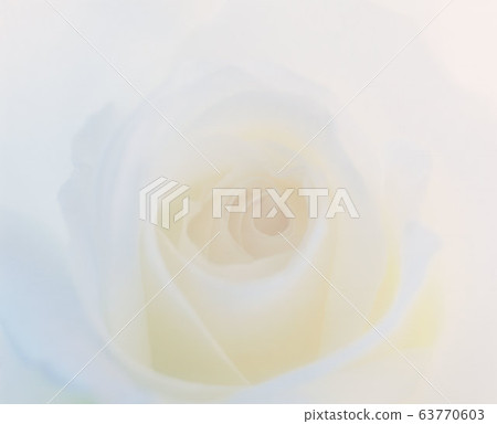 玫瑰 玫瑰 63770603