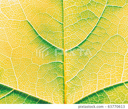 leaf  63770613