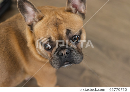 Cute purebred Fawn French Bulldog is looking back 63770750