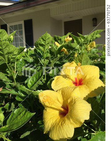Yellow hibiscus Yellow hibiscus 63770752