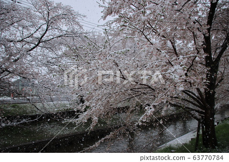 Sa玉縣川越市，在新雪川河沿岸的白雪皚皚的美麗櫻花 63770784