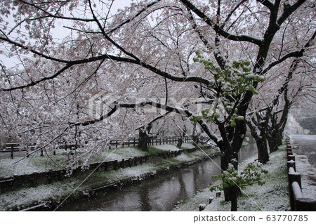 Sa玉縣川越市,在新雪川河沿岸的白雪皚皚的美麗櫻花 Sa玉縣川越市,在新雪川河沿岸的白雪皚皚的美麗櫻花 63770785