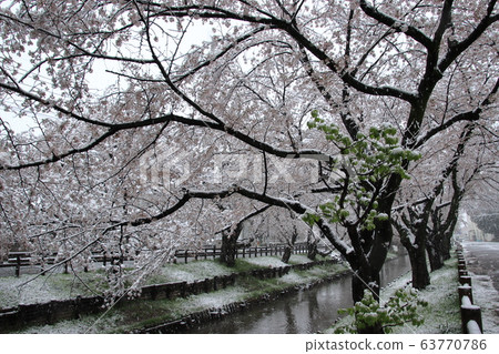 Sa玉縣川越市,在新雪川河沿岸的白雪皚皚的美麗櫻花 Sa玉縣川越市,在新雪川河沿岸的白雪皚皚的美麗櫻花 63770786