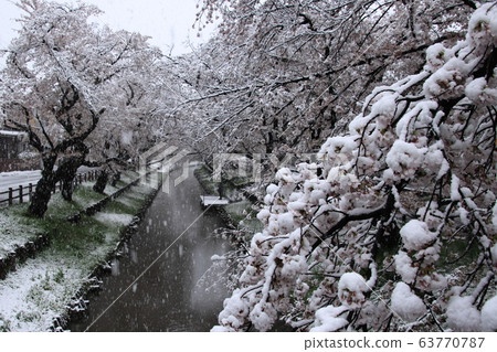 Sa玉縣川越市,在新雪川河沿岸的白雪皚皚的美麗櫻花 Sa玉縣川越市,在新雪川河沿岸的白雪皚皚的美麗櫻花 63770787