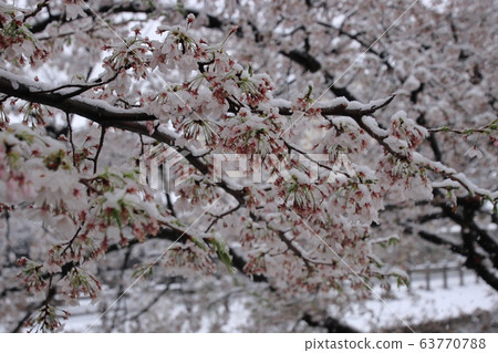 Sa玉縣川越市,在新雪川河沿岸的白雪皚皚的美麗櫻花 Sa玉縣川越市,在新雪川河沿岸的白雪皚皚的美麗櫻花 63770788