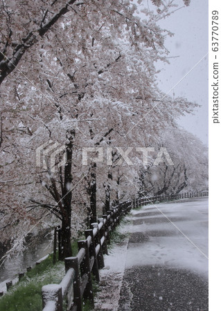 Sa玉縣川越市,在新雪川河沿岸的白雪皚皚的美麗櫻花 Sa玉縣川越市,在新雪川河沿岸的白雪皚皚的美麗櫻花 63770789